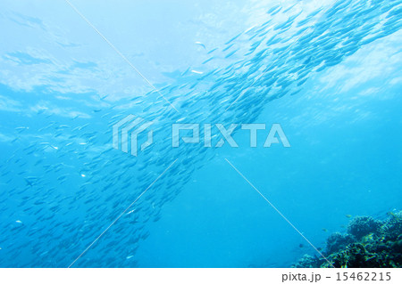 イワシの架け橋 イワシの架け橋 15462215