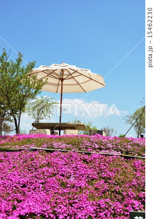 春の芝桜公園 15462230