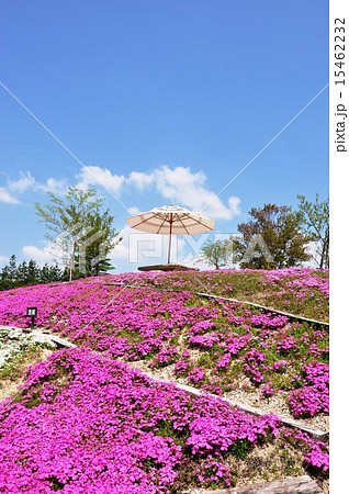 春の芝桜公園 春の芝桜公園 15462232