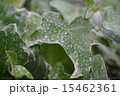雨あがりのアイビー 15462361