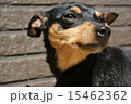 ミニチュアピンシャー 15462362