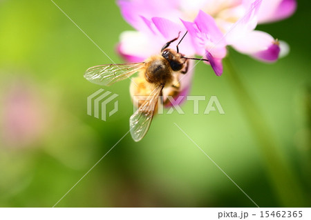 【春の蜜蜂とレンゲの花】 【春の蜜蜂とレンゲの花】 15462365