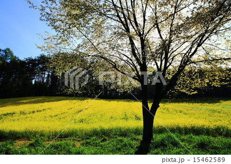 菜の花畑と桜の木 菜の花畑と桜の木 15462589