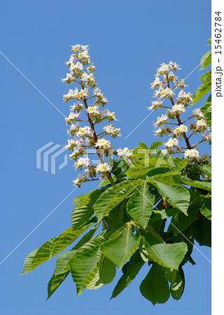 Horse-chestnut blossom 15462784