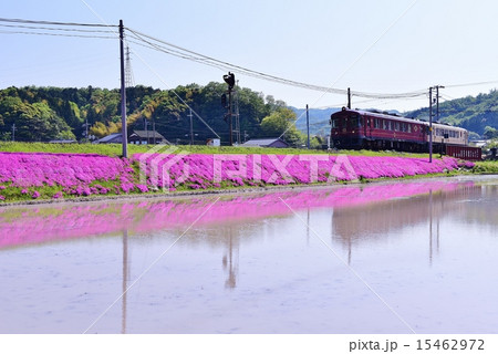 芝桜と赤松 芝桜と赤松 15462972