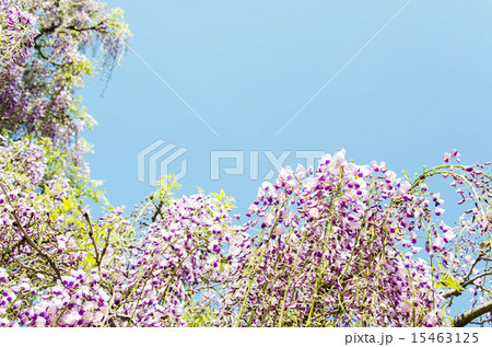 藤と青空　 15463125
