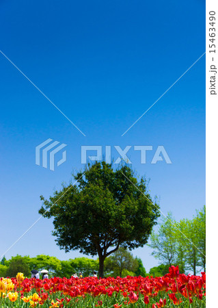 チューリップと観光農園 チューリップと観光農園 15463490