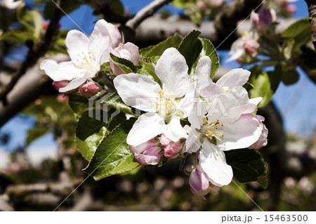Apple-tree spring flowers Apple-tree spring flowers 15463500