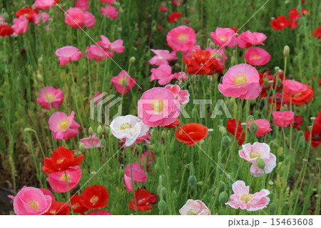 春の花 春の花 15463608