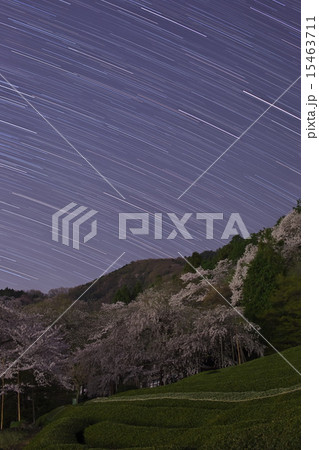 霞間ヶ渓の桜 15463711