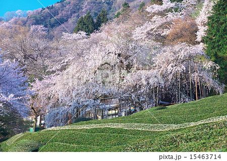 霞間ヶ渓の桜の写真素材