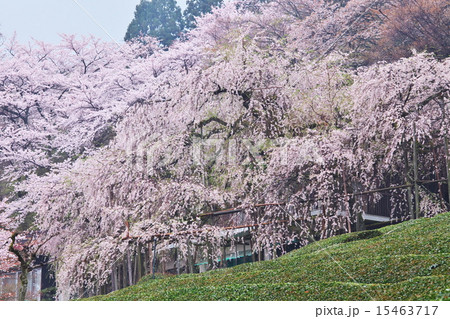 霞間ヶ渓の桜 霞間ヶ渓の桜 15463717
