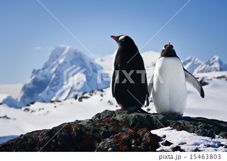 Two penguins dreaming Two penguins dreaming 15463803