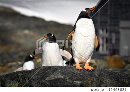 penguins in Antarctica 15463821