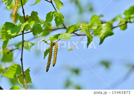 シラカバ 15463875