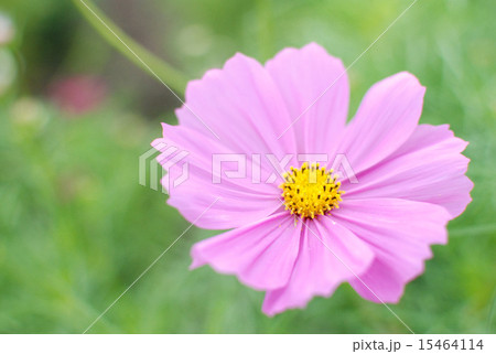 コスモス 15464114