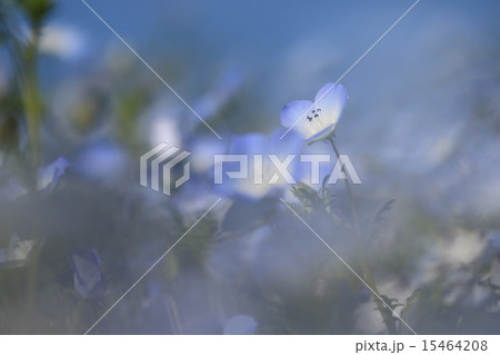 ネモフィラ ネモフィラ 15464208