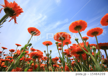 きんせんか 15464209