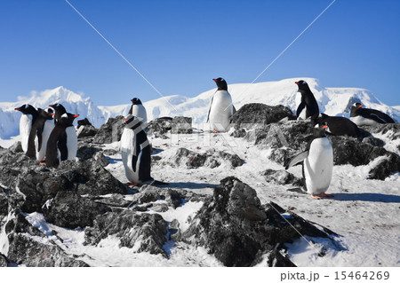 penguins on rock 15464269