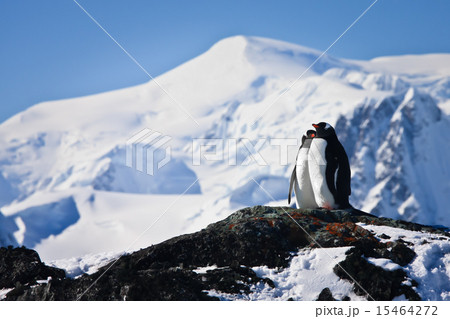 Two penguins dreaming 15464272