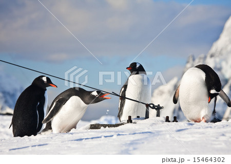 penguins on a rock 15464302