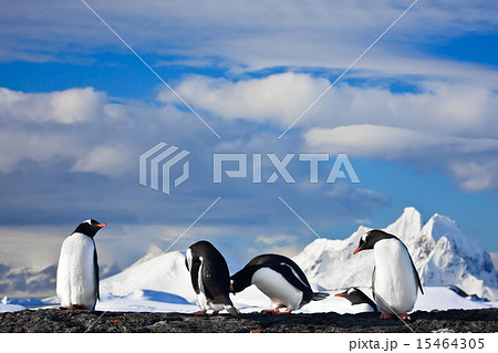 penguins dreaming 15464305