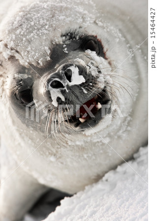 snot-nosed seal 15464427