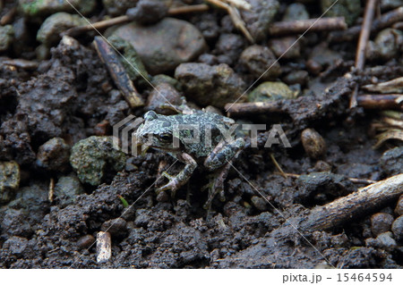 ヒガシニホンアマガエル 15464594
