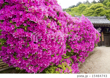 船宿寺 ツツジ咲く頃 船宿寺 ツツジ咲く頃 15464743
