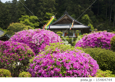 船宿寺  ツツジ咲く頃 15464744