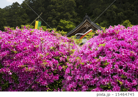 船宿寺 ツツジ咲く頃 船宿寺 ツツジ咲く頃 15464745