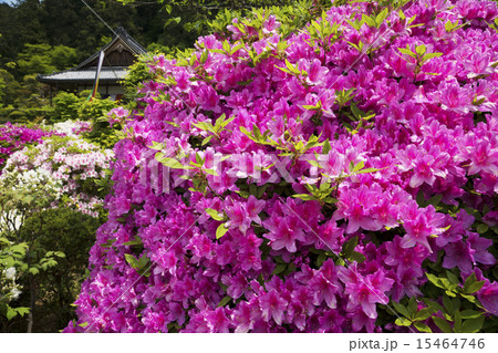 船宿寺  ツツジ咲く頃 15464746