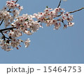 桜 15464753