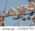 桜 15464754