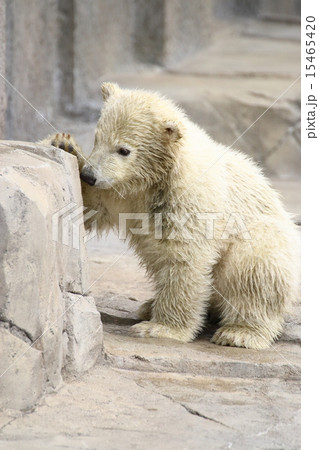 シロクマ赤ちゃん シロクマ赤ちゃん 15465420