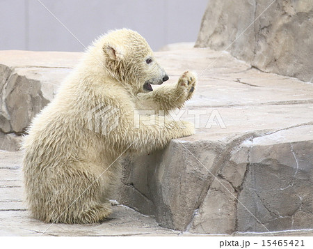 シロクマ赤ちゃんの写真素材