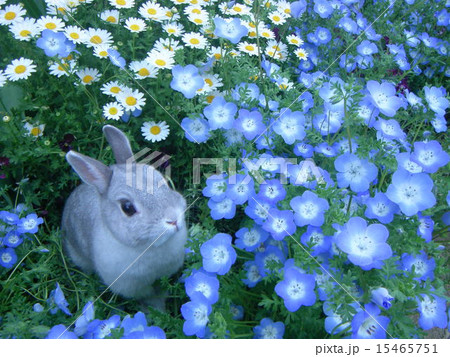 うさんぽ 15465751