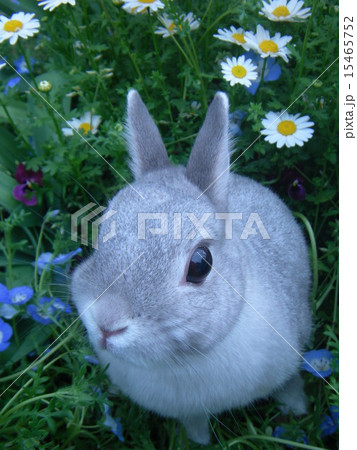 うさんぽ 15465752