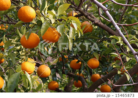 瀬戸内・みかんの木 15465873
