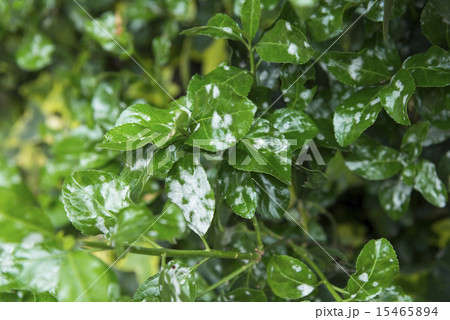 うどんこ病の葉っぱ うどんこ病の葉っぱ 15465894