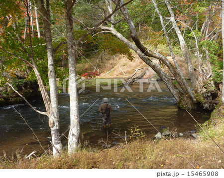 秋の阿寒川で釣り1 15465908