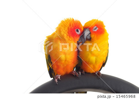 Isolated of lovely Sun Conure in pair Isolated of lovely Sun Conure in pair 15465968