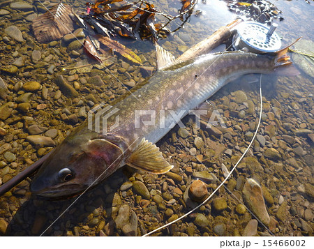 アメマス1 15466002