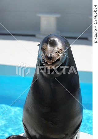 アシカの笑顔 アシカの笑顔 15466054