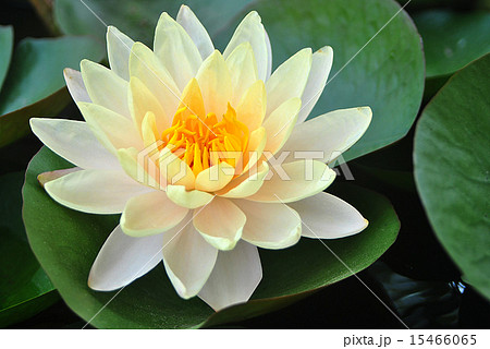 beautiful yellow waterlily or lotus flower in pond 15466065