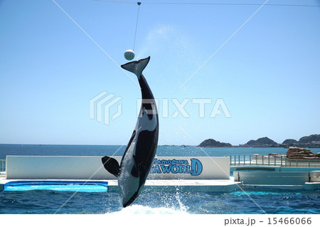 シャチの芸 シャチの芸 15466066