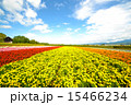 花畑 15466234