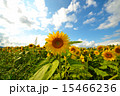 ひまわり畑 15466236