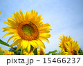 ひまわり 15466237