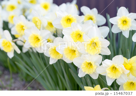 黄色と白のラッパスイセン 15467037